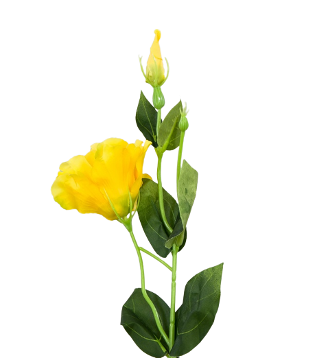 20230412_130118-removebg-preview(1).png