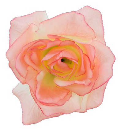 róza_11cm_krem_+_jasny_róż_W129-061-01-removebg-preview.png