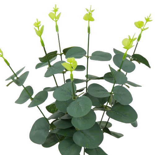 eukaliptus bukiet 35cm omszały 1.jpg