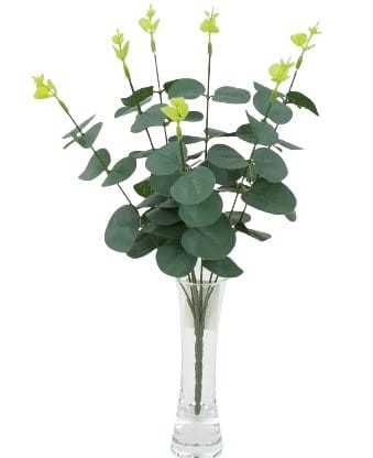 eukaliptus bukiet 35cm omszały.jpg