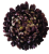 chryzantema ananas XXL bakłażanowa 18cm.jpg