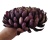 chryzantema ananas XXL bakłażanowa 18cm.jpg -01