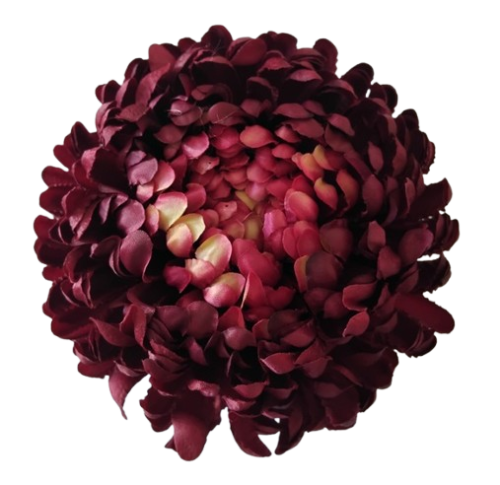 chryzantema ananas XXL bordowa 18cm.jpg