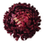 chryzantema ananas XXL bordowa 18cm.jpg