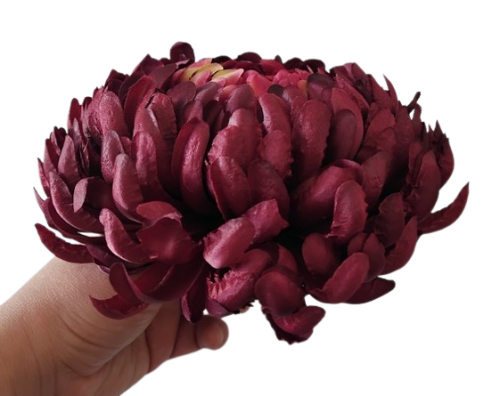 chryzantema ananas XXL bordowa 18cm.jpg - 01