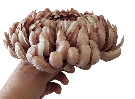 chryzantema ananas XXL beżowa 18cm.jpg - 01