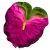 anturium bakłażanowe + zielone.png