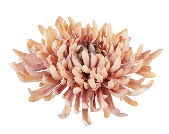 chryzantema strzępiasta xxl 20cm jesienna liliowa + brzoskwiniowa.jpg