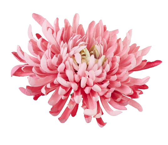chryzantema strzępiasta xxl 20cm różowa.jpg