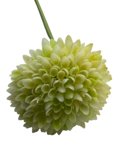 czosnek dekoracyjny na łodydze 35cm kremowo-seledynowy.jpg