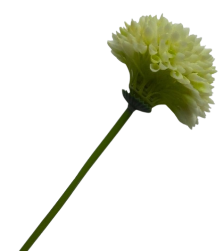 czosnek dekoracyjny na łodydze 35cm kremowo-seledynowy.jpg - 01