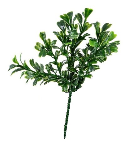 bukszpan gałązka, zielony dodatek, dodatek do stroików, .jpg