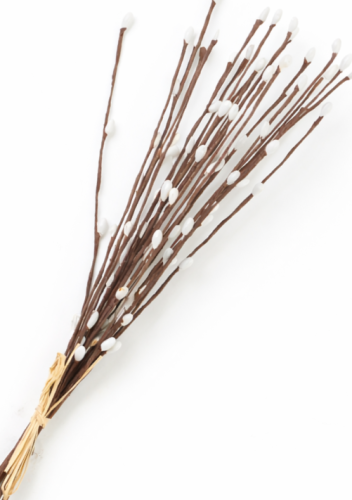 pęczek bazi białych, kotki wielkanocne, baźki białe 1.png