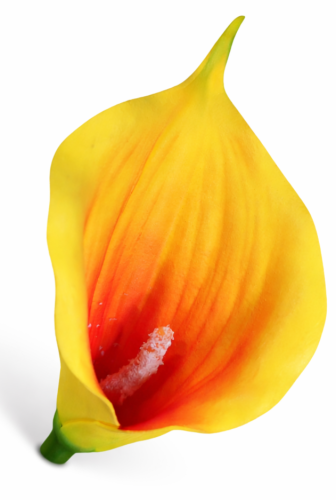 Kalla pianka, calla żółta z pomaranczowym, piankowy kwiat.png