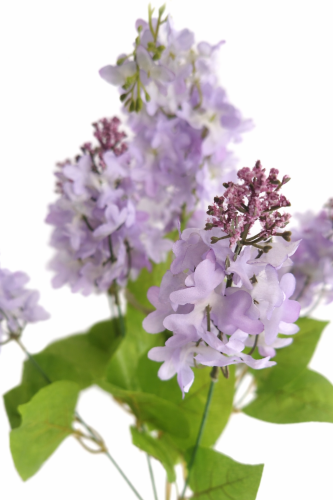 bukiet bzów fioletowo niebieskich, bzy.png