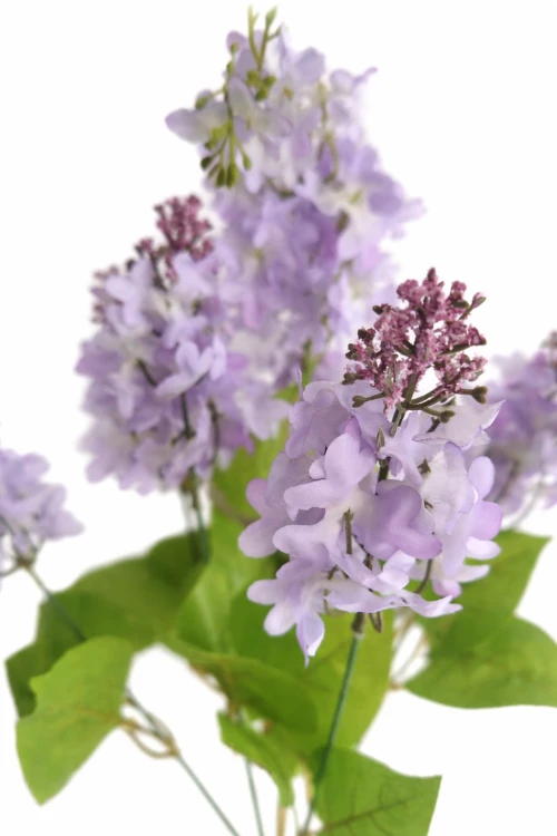 bukiet bzów fioletowo niebieskich, bzy.png