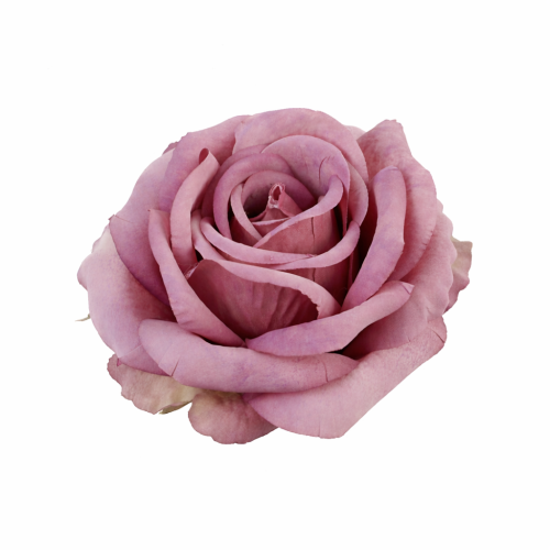 róża 10cm jesienny róż, róż antyczny, zgaszony różowy, pudrowy róz wintage, .png