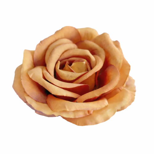 róża 10cm herbaciana odcienie jesieni.jpg