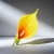 KALLA,-KALIA-ŻÓŁTA-+-POMARAŃCZOWA-16cm-x-6cm-calla-piankowa,-Sztuczny-kwiat-Sztuczna-główka-kwiatowa,-wyrobowa-edited_1.png