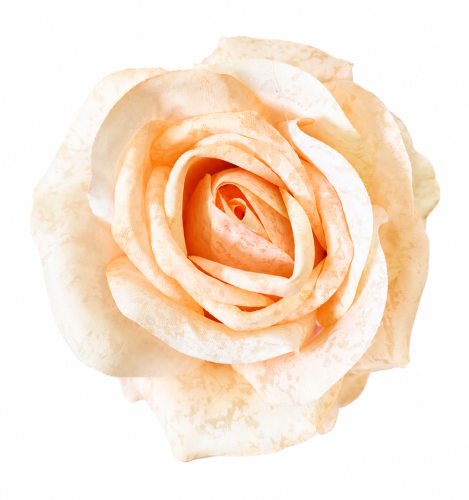 róża 9 cm jasno brzoskwiniowa główka kwiatowa pastelowa brzoskwinia.png