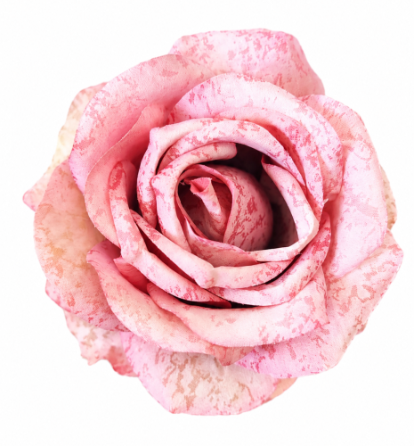 12szt. róż róże róża 9cm główka kwiatowa różowa cieniowana.png
