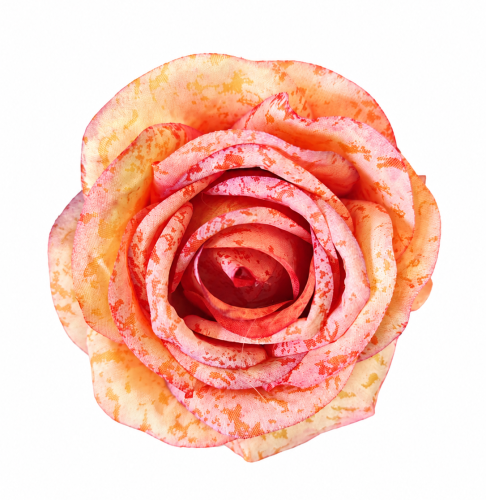 róża 9cm 12szt pomarańczowa odcienie, cieniowane róże pomarańczowe.png