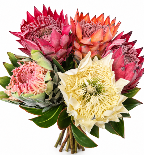 protea gałązka 15szt protei, kwiat cesarski 48cm, kremowa, zielona, pomarańczowa, różowa, czerwona.png