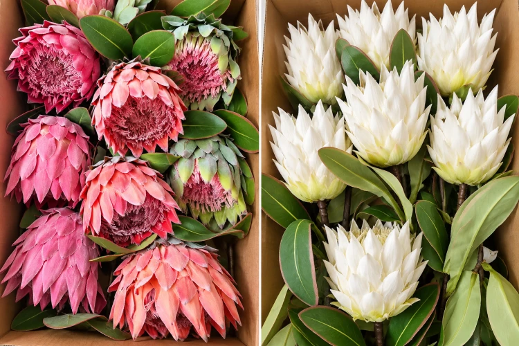 protea gałązka 15szt, kwiat cesarski 48cm, kremowa, zielona, pomarańczowa, różowa, czerwona.png
